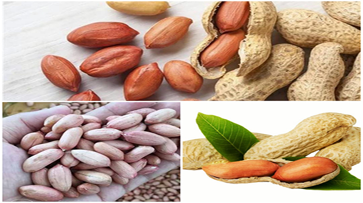 الفول السوداني